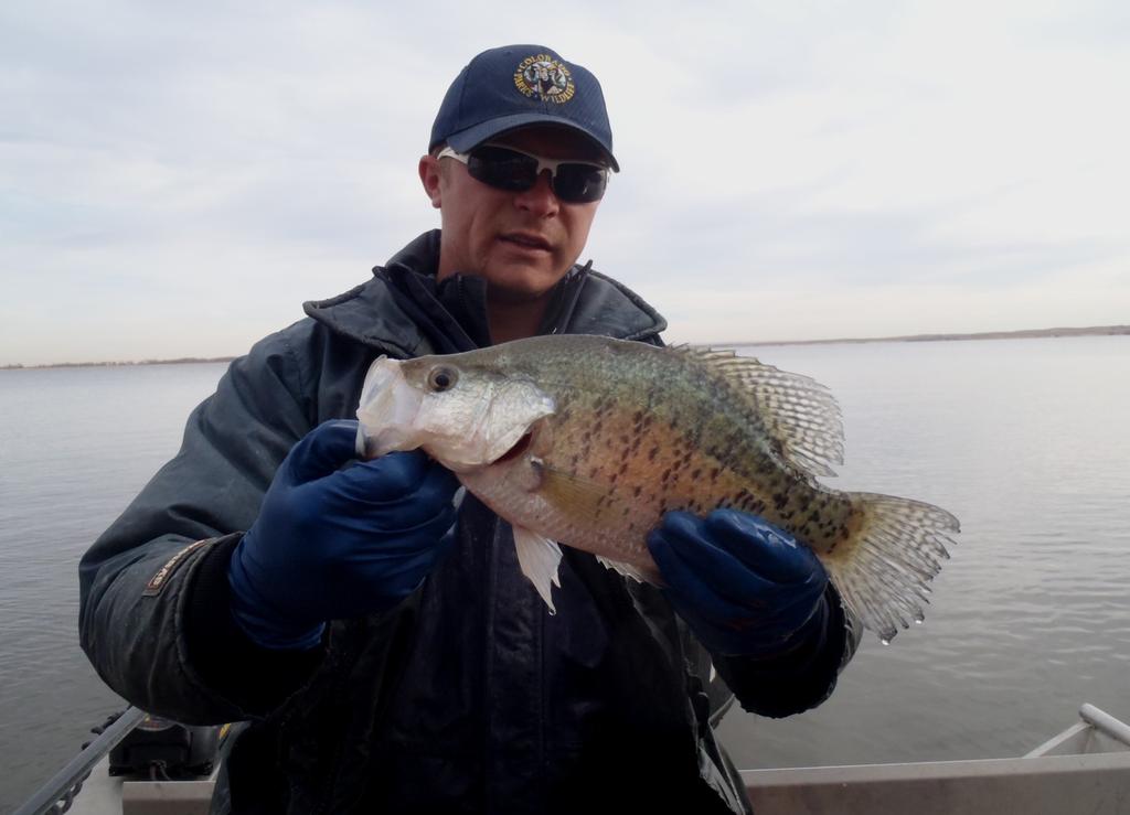 Black crappie, which are stocked, were more abundant than white crappie (Table 1).