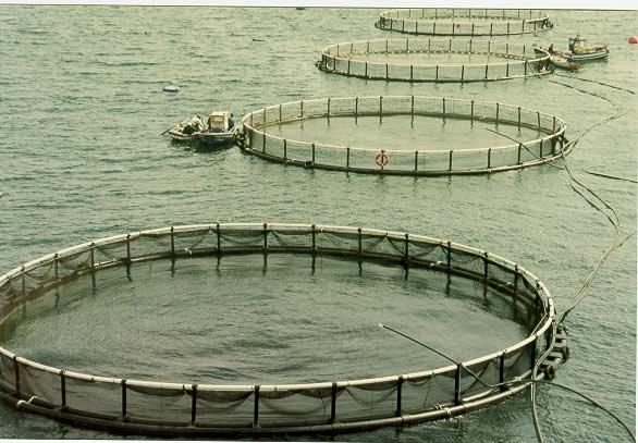 up 99% of all aquaculture Equipment.