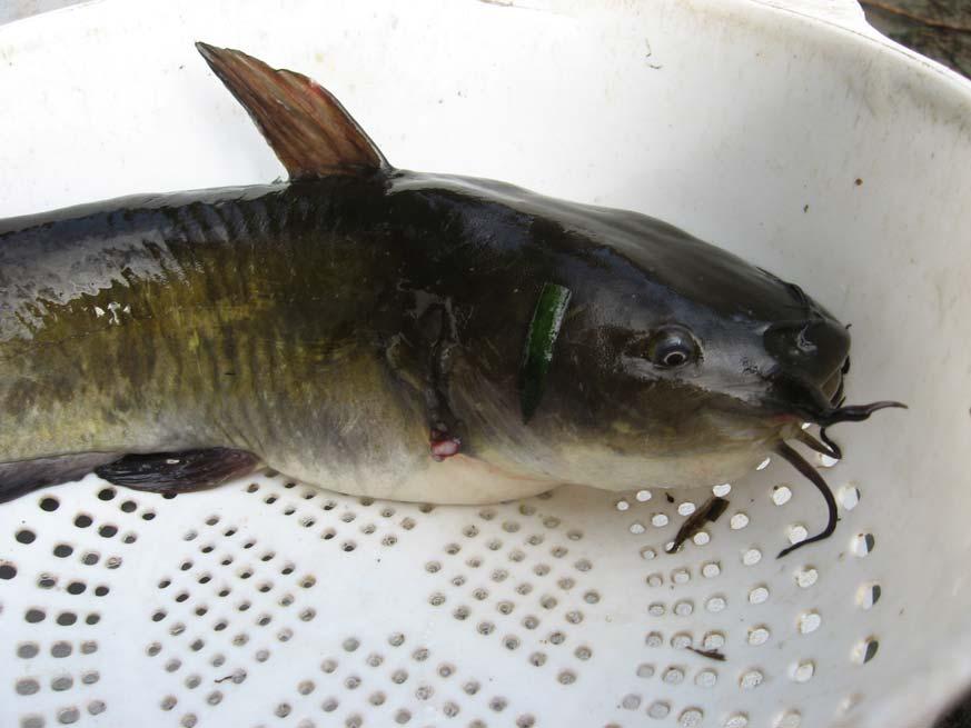 Upper: Adult white sucker from the Kennebec R., 22.