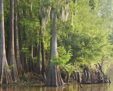 with bottomland hardwood forests, cypress sloughs, and