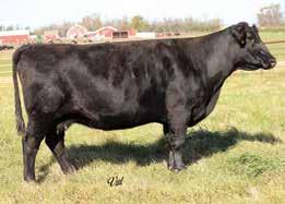 19 REG#17611442 BD: 3-9-11 Tattoo: 150 72 Adj. 648 Pathfinder Cow producing 4 calves with an average weaning ratio of 105.