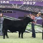 Livestock Show Sired by Bussmus Payday 2610