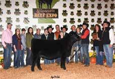 Knockout 204 Grand Champion Steer MN Jr Angus