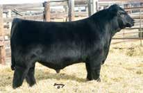 Improvement 104 Chestnut Queen of M D 242 CN Queen Lucy 2402 7337 CW 641 Gunsmoke 320 CN Queen Lucy of 320 24702 Chestnut Queen Lucy 911 A.I. Sire: HA Cowboy Up 5405 on 6-1-17 Safe 2015 NWSS Reserve