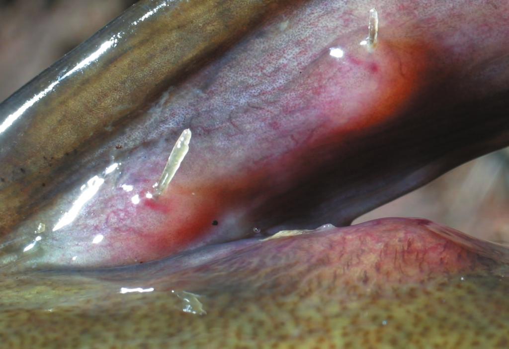 Hassan et al.: An introduced parasite, Lernaea cyprinacea L. Figure 2. Ulcerated lesions at the site of attachment of female anchor worms to a freshwater cobbler (Tandanus bostocki) host.