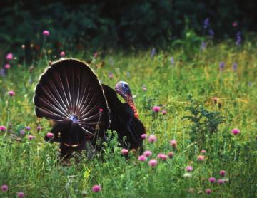 76 SECTION 1 INTRODUCTION FIGURE 7-2 Pittman- Robertson funds have been used to restock many species of wildlife, such as wild turkeys, to their former range.