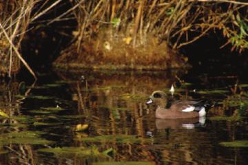 79 CHAPTER 7 Wildlife and American Sport Hunting DUCKS UNLIMITED Waterfowl are some of the most intensely managed species in the entire world.
