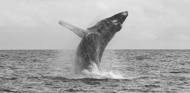 A single gulp could fill a couple of swimming pools. A whale then forces the water out of its mouth through the baleen filters.