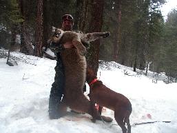 Western Montana Mountain Lion! 100% Success! 2011/2012 Mountain Lion (Cougar) Rifle - Handgun - Archery Hunting Rick Wemple has established himself as one of the West's foremost Lion Guides.