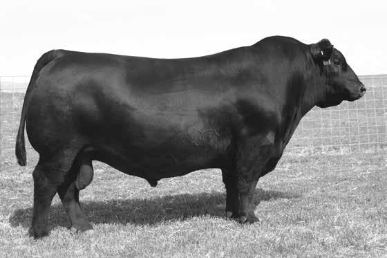 Her dam and granddam were proven producers who worked into their teens for me. She sells with a bull calf by Coneally Comrade at her side that was born on 9/10/15.
