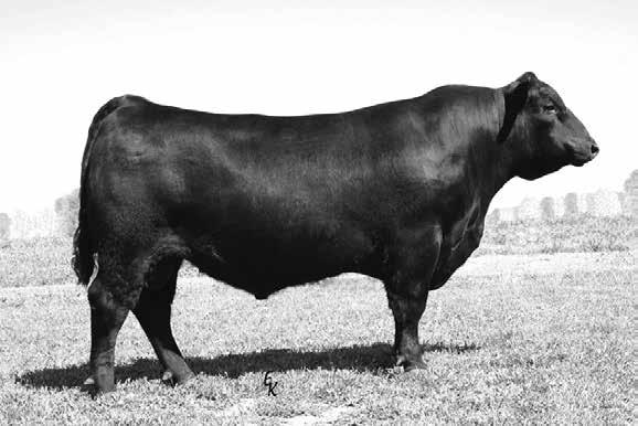 12 Consignor: GRAYSTONE FARM Another daughter of the Angus breed leader Sitz Upward 307R out of a dam sired by the Genex Masterpiece sire, Boyd New Day 8005.