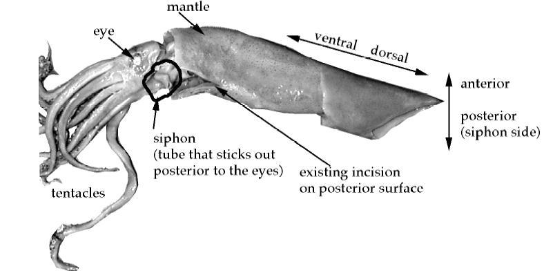 Animal Diversity : Dissection of the squid (Loligo pealii) 1) Obtain a preserved squid from your TA. 2) Find the siphon. It is a fleshy tube at the base of the head.