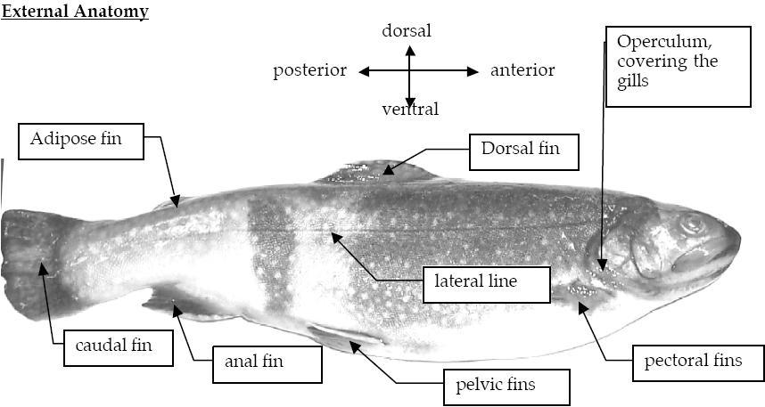 a) the lateral line is a sensory organ that the fish uses to sense vibration as well as to feel objects and other fish along its sides. In some fish, this plays a crucial role in schooling.