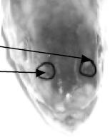 3) The nares are circled in the picture below. They are used in smell sensation in the fish and bear a superficial resemblance to nostrils on a human.