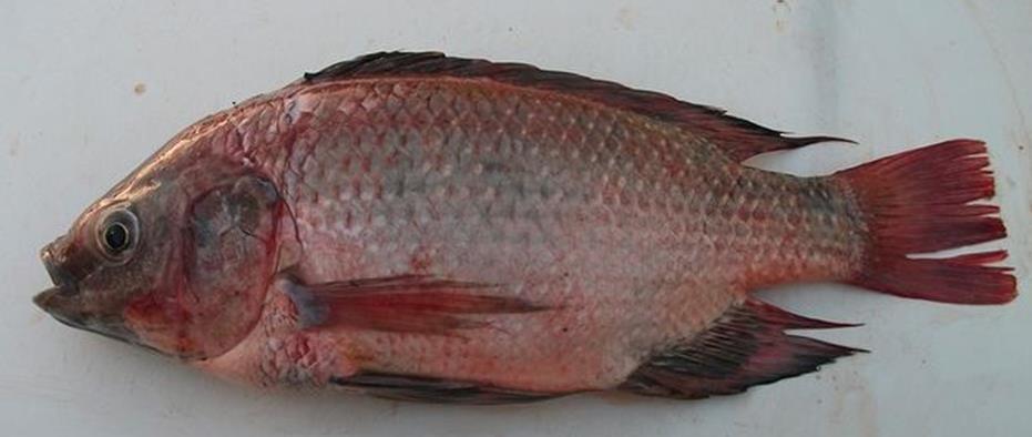 River Redfin (Critically Endangered); Oreochromis alcalicus (Endangered); Oreochromis esculentus (Critically Endangered); Oreochromis jipe (Critically Endangered) and Oreochromis hunteri (Critically