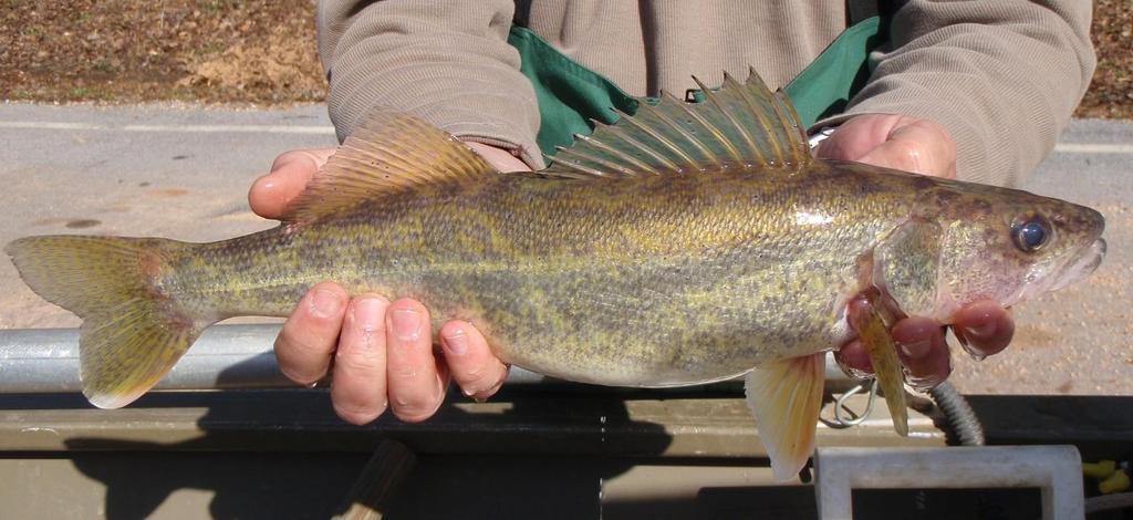 Above: Gulf Coast strain Walleye are native to the Tombigbee River system and are found in the Tennessee-Tombigbee Waterway.