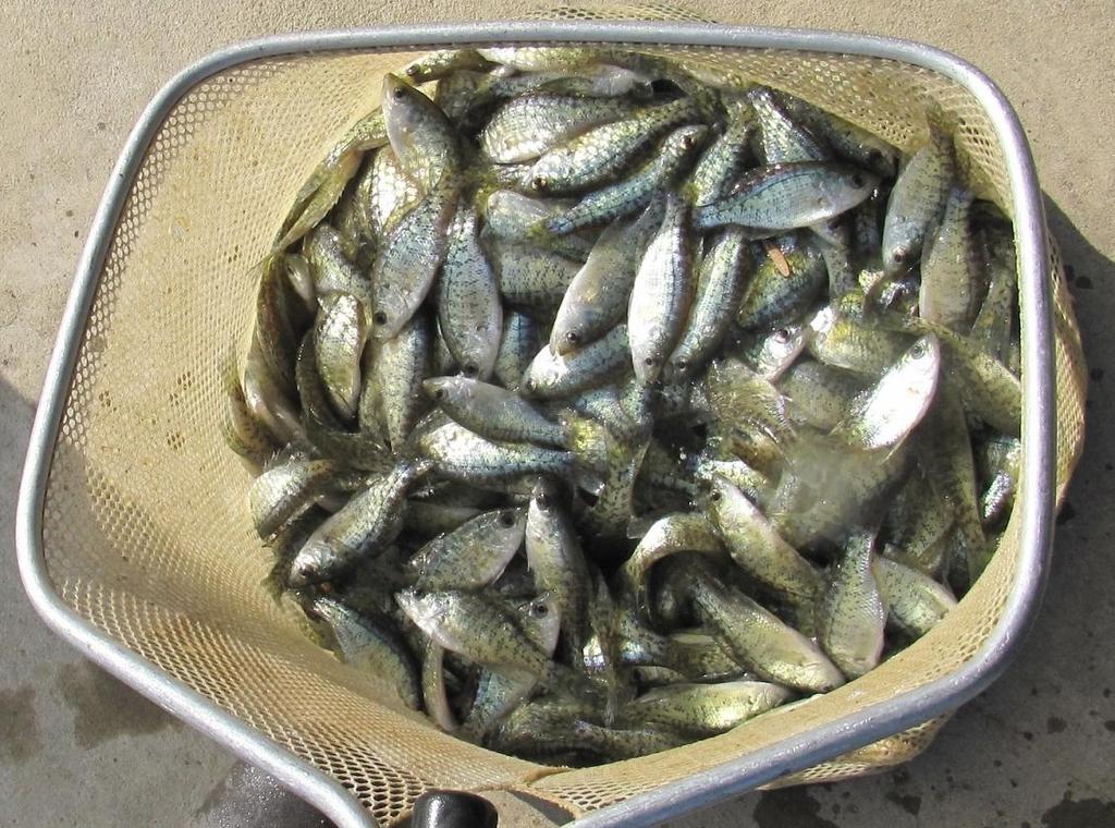 These fish are recaptured for brood stock for the North Mississippi Fish Hatchery at Enid Reservoir. Angler harvest is prohibited.