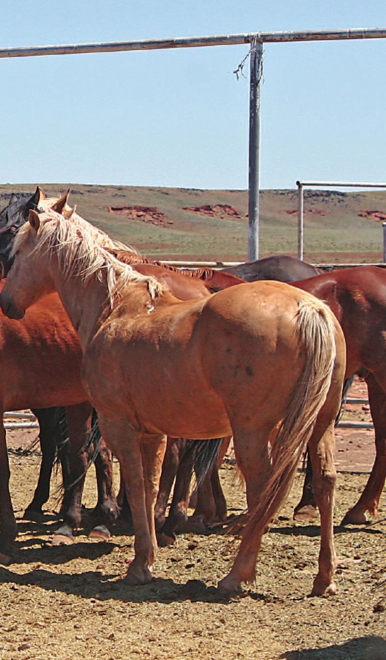 Mounts for the day were roped out of the remuda yesterday afternoon, and the horses selected stand waiting to go to work. Days on the Babbitt Ranches in northern Arizona start early.