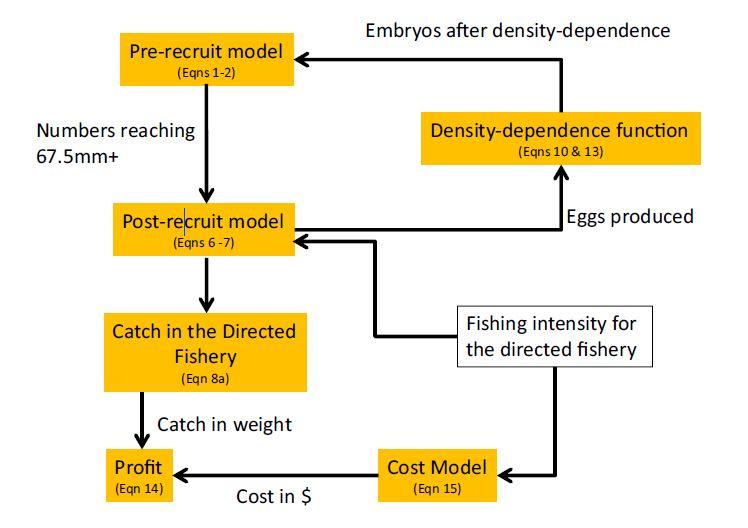 Fisheries population effects Experimental results were used to inform pre-recruitment model 1. red king crab juvenile survival during each stage 2.