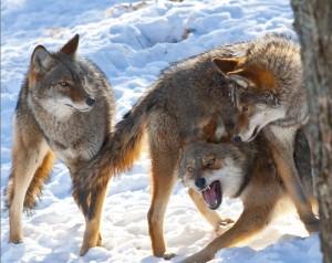 Coyote Behavior Breeding/Mating Season - From mid- December through mid-march is the coyote's normal breeding season.