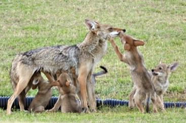 Coyote Behavior Rearing Season - From mid-may through mid-september as the pups get bigger and more independent: Territorial behavior remains similar to the Denning Season