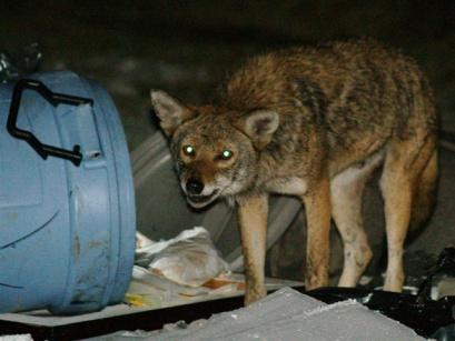 Before you see a Coyote: Clean up fallen fruit from