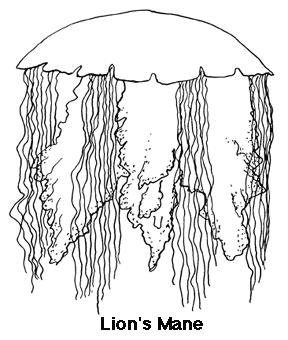 Sea Nettle (Chrysaora quinquecirrha) The sea nettle is frequently observed in South Carolina waters during summer months.