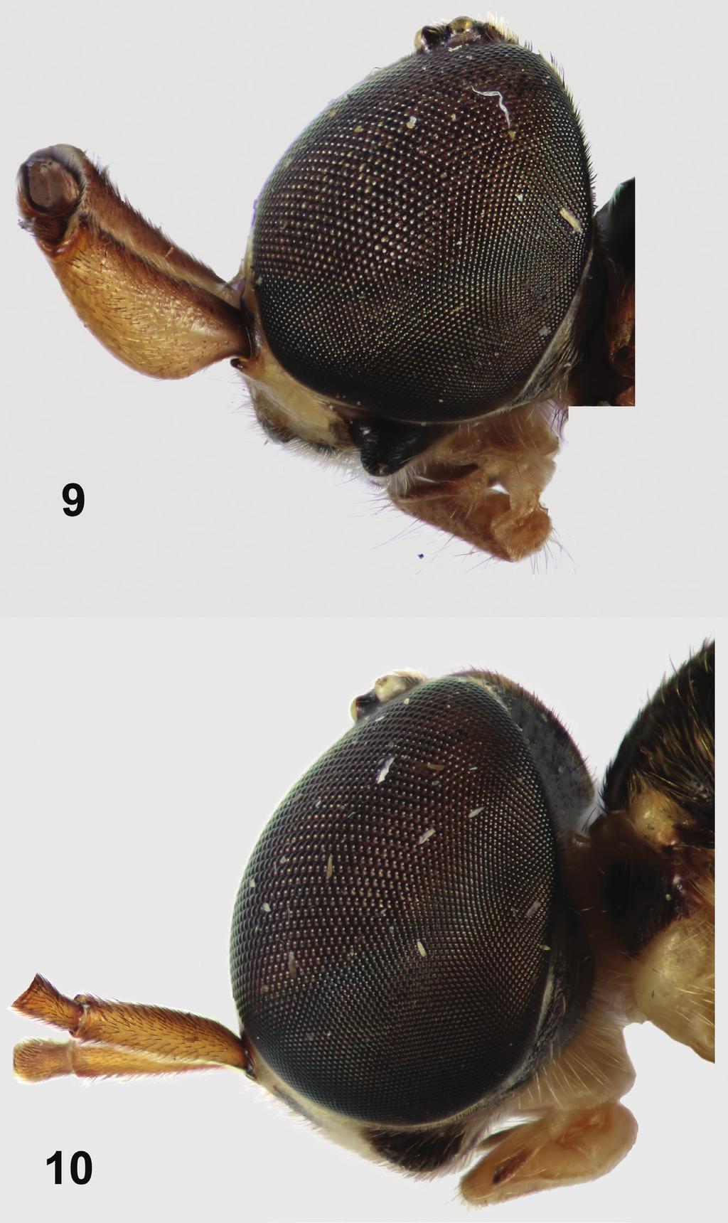 Revision of the southeast Asian soldier-fly genus Parastratiosphecomyia Brunetti, 1923... 11 Figures 9 10.