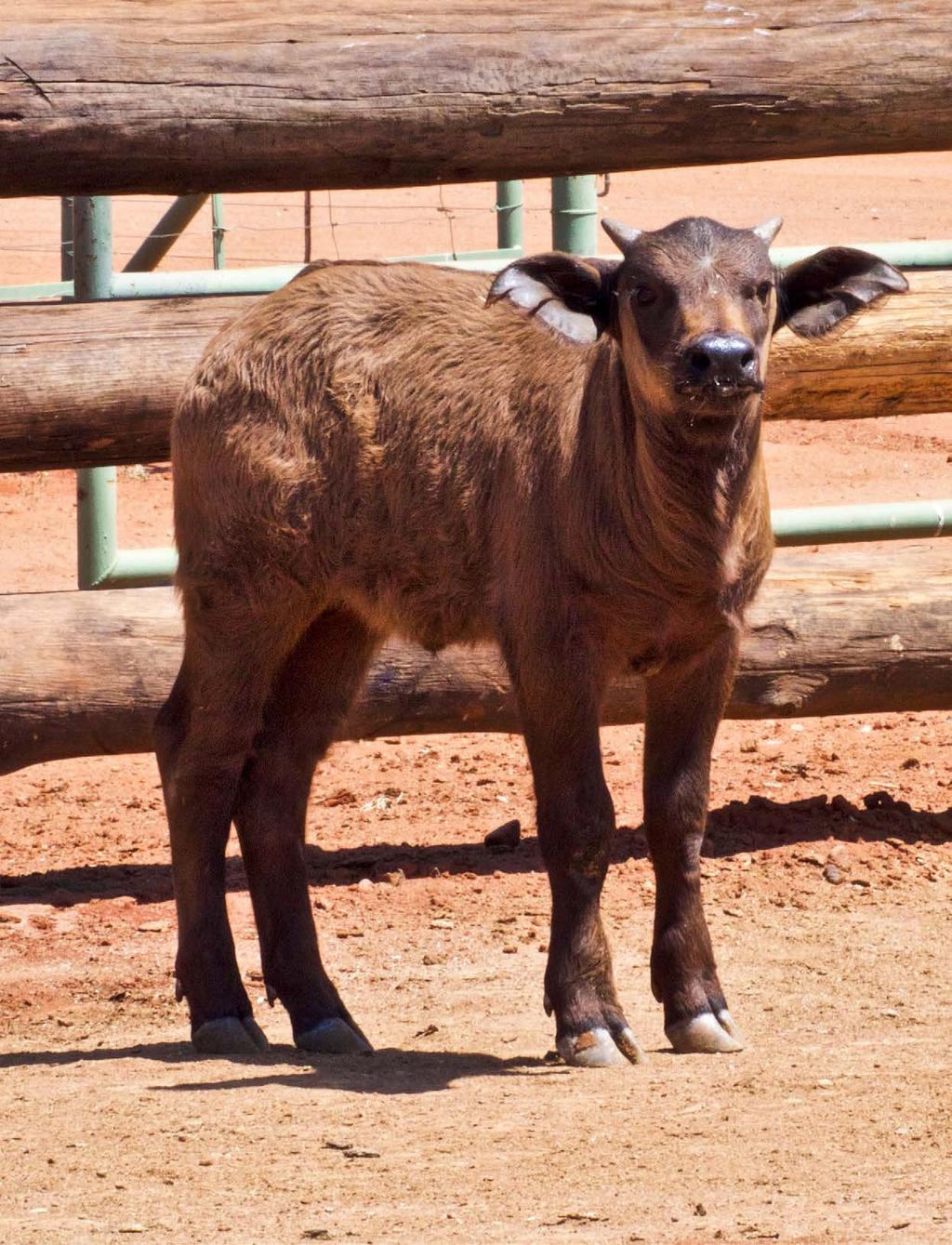 Pumelelo, the first African buffalo (Syncerus caffer)