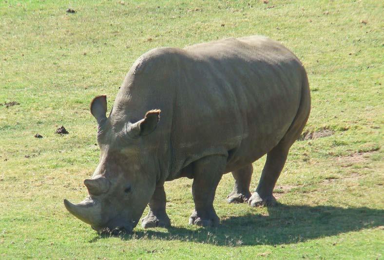 herd of southern white rhinos that have been trained for non-invasive procedures that are providing unprecedented information