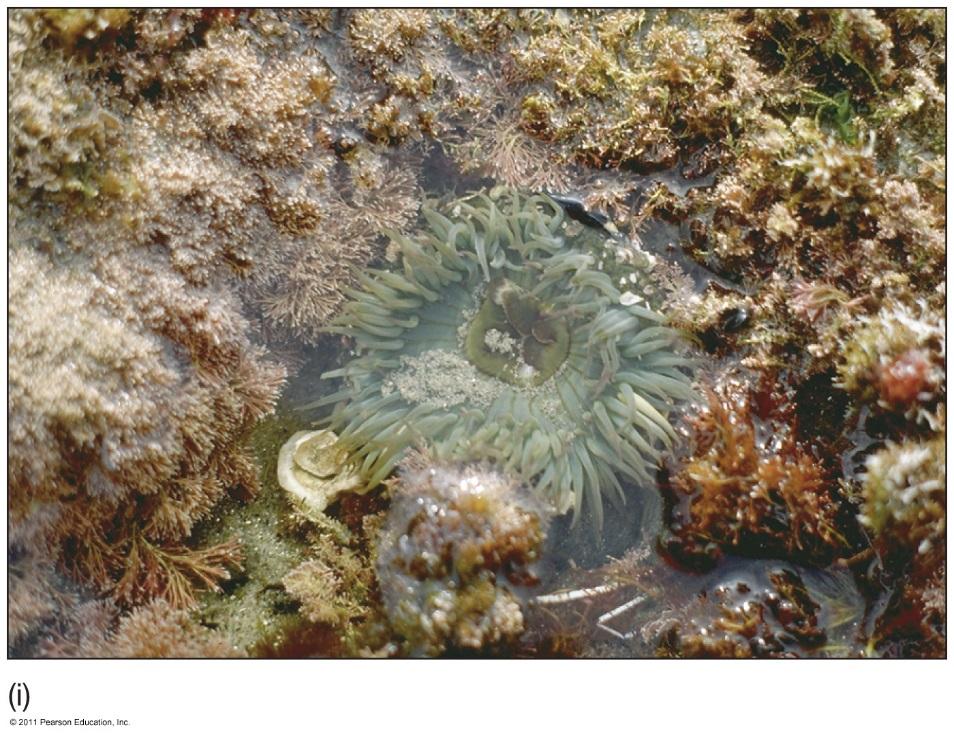 Intertidal Zone Organisms Middle tide zone