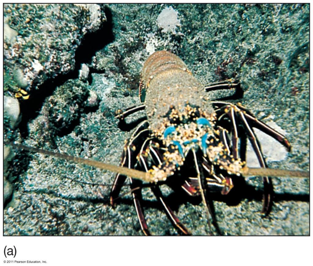 Rocky Bottom Shallow Offshore Ocean Floor Communities Lobsters Large, spiny antennae Live in