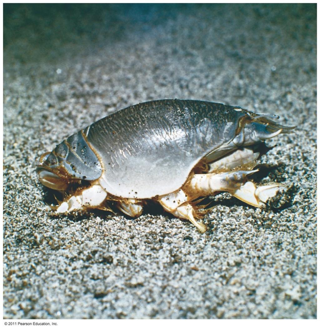 Sandy Beach Organisms and Adaptations Crustaceans Segmented body, hard