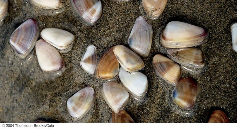 Sand and Cobble Beach Communities In fact, very few organisms survive in