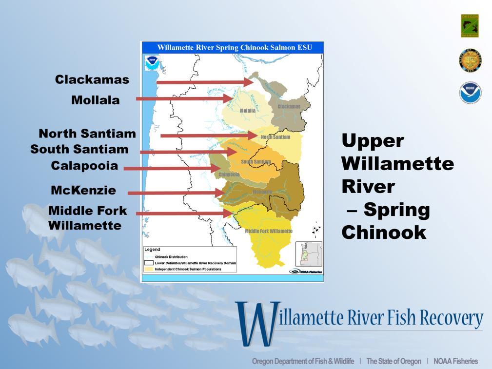 Spring Chinook salmon in the Upper Willamette River Basin populate a number of rivers, including the Clackamas, Mollala, North Santiam, South Santiam, Calapooia,