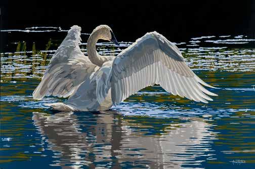 The beauty of Trumpeter Swans takes my breath away. Every move they make is like that of a dancer, powerful yet graceful. Trumpeter Swans are regularly seen on Flat Creek north of Jackson, Wyoming.