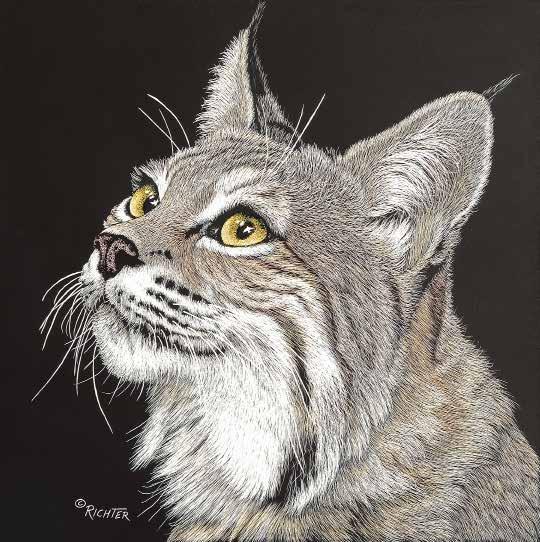 The bobcat is native only to North America, its range from southern Canada down to northern Mexico.