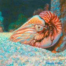 Rachelle Siegrist, SAA Resides: Townsend, Tennessee, USA b. 1970, Florida, USA Nautilus Belauensis Nautilus Opaque Watercolor 3 x 3 As a Floridian, I spent much of my time in the ocean.