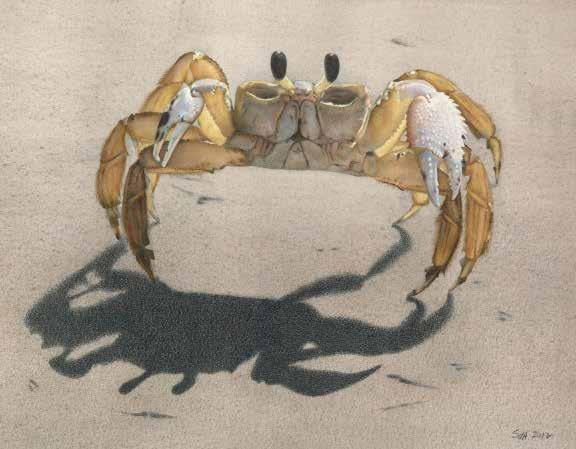 A few years ago I was walking along the shore of Driftwood Beach on Jekyll Island when I came across a crab I hadn t seen before.