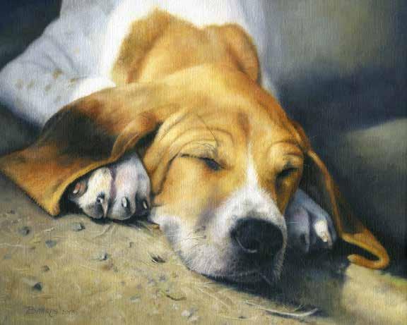 Anita Baarns Resides: Round Hill, Virginia, USA b. 1958, Fontainebleau, France Sunrise Foxhound Oil on Linen 8 x 10 20 This painting depicts a Piedmont Fox Hound puppy sleeping in the kennel.