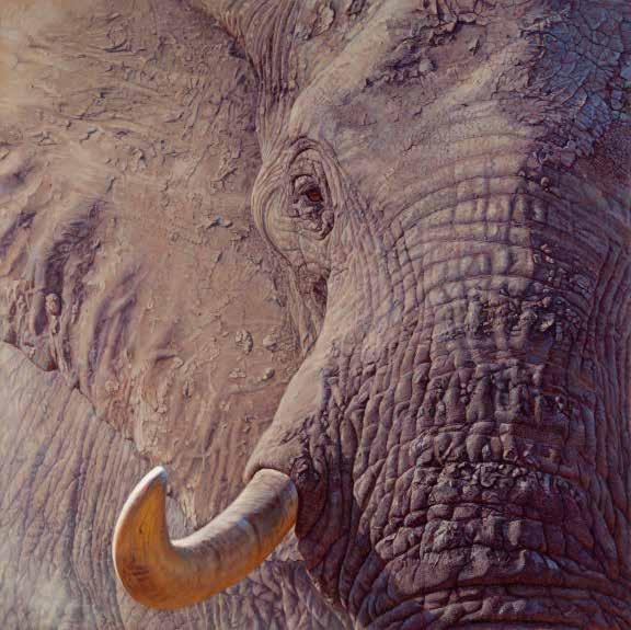 The African elephant is the largest land mammal on earth, and one that I love to paint.