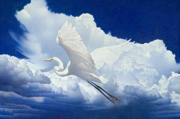 Barbara Banthien, SAA Resides: Tiburon, California, USA b. 1950, Ohio, USA Fly Away Great Egret Acrylic on Board 12 x 18.5 Great Egrets are such elegant birds.