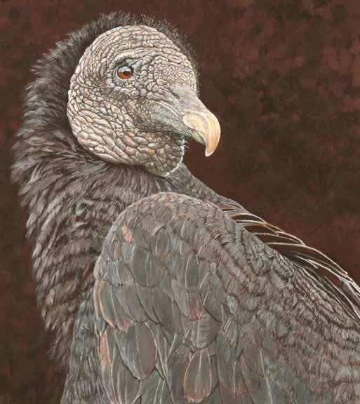 MARY CORNISH, SAA Resides: Warrenton, Virginia, USA b. 1950, Washington, USA The Barrister Black Vulture Casein on Panel 16.5 x 15 The Black Vulture is one bird in particular that piques my interest.