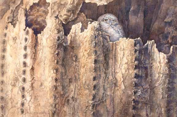 In a protected roost well above the desert floor, a diminutive elf owl waits for evening to begin its nighttime hunt.