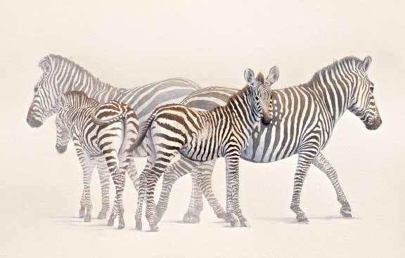 This symphony of stripes was inspired by four zebras going about their morning activities in Lake Mburo National Park, Uganda.