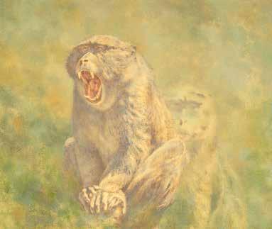 Brian Keith Jarvi, SAA Resides: Cohasset, Minnesota, USA b. 1956, Minnesota, USA The Beguiled Allen s Swamp Monkey Oil on Linen 25 x 16.