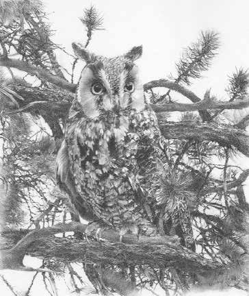 I first met the Long-eared Owl at the Rocky Mountain Raptor Program in Colorado, where they take injured, sick, and orphaned raptors. They complete rehabilitation and release.