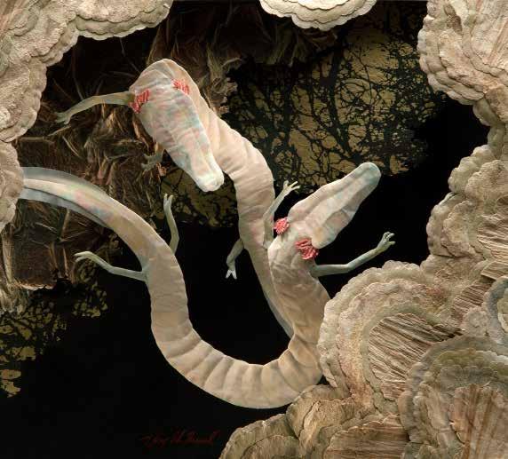 The olm, or proteus, is a cave salamander related to the mud puppy and found only in caves of the Dinaric Alps of Europe.