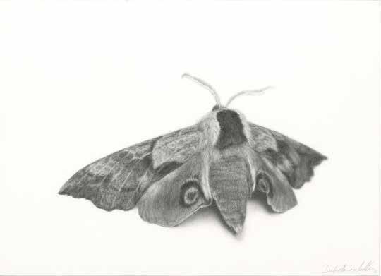 Dale Marie Muller, SAA Resides: Roberts, Montana, USA b. 1972, New York, USA Sleeping Beauty Hawk Moth Graphite 11 x 15 Warm summer evenings welcome a unique diversity of sphynx moths to my garden.