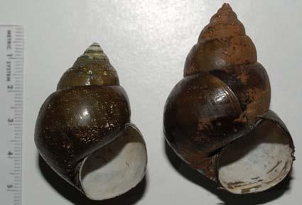 Mystery Snails Genus Bellamya Bellamya taxonomy and identification confusing - Bellamya japonica hasn t been